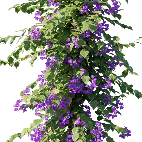 Bougainvillea collection 03
