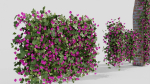 Bougainvillea Flowers vol2