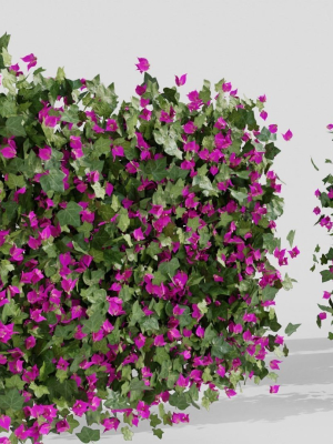 bougainvillea-flowers-vol2-3d-model-0fa7aaa8c9