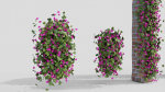 Bougainvillea Flowers vol2