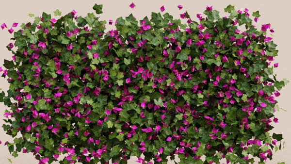 Bougainvillea Flowers vol2