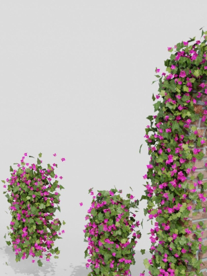 Bougainvillea Flowers vol2