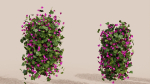 Bougainvillea Flowers vol2