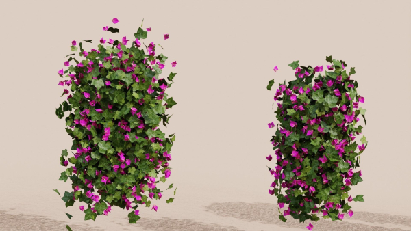 Bougainvillea Flowers vol2