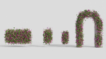 Bougainvillea Flowers vol2