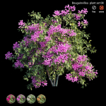 Bougainvillea plant set 08