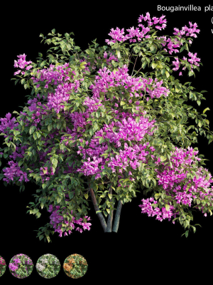 bougainvillea-plant-set-08-3d-model-max-obj-fbx-c4d-ma-blend