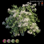 Bougainvillea plant set 08