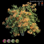 Bougainvillea plant set 08