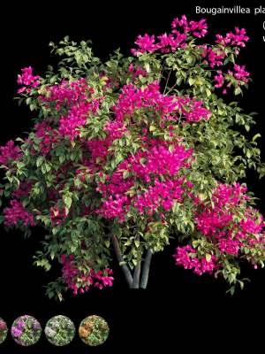 Bougainvillea plant set 08