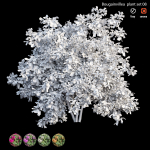 Bougainvillea plant set 08