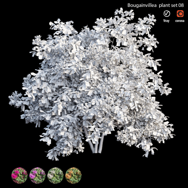 Bougainvillea plant set 08