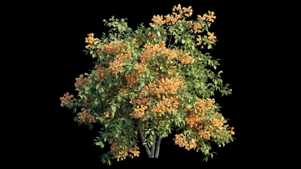 Bougainvillea plant set 08