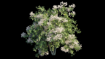 Bougainvillea plant set 08