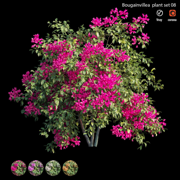 Bougainvillea plant set 08