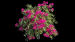 Bougainvillea plant set 08