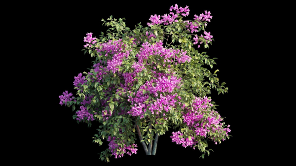 Bougainvillea plant set 08