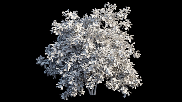 Bougainvillea plant set 08