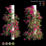 Bougainvillea plant set 09