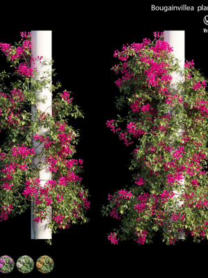 bougainvillea-plant-set-09-3d-model-max-obj-fbx-c4d-ma-blend