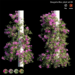 Bougainvillea plant set 09