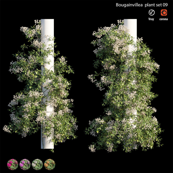 Bougainvillea plant set 09