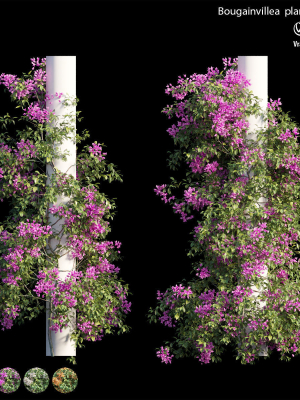 Bougainvillea plant set 09