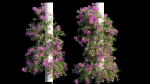 Bougainvillea plant set 09