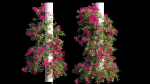 Bougainvillea plant set 09
