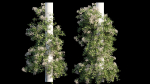 Bougainvillea plant set 09