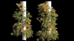Bougainvillea plant set 09