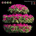 Bougainvillea plant set 18