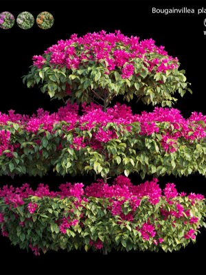bougainvillea-plant-set-18-3d-model-max-obj-fbx-c4d-ma-blend