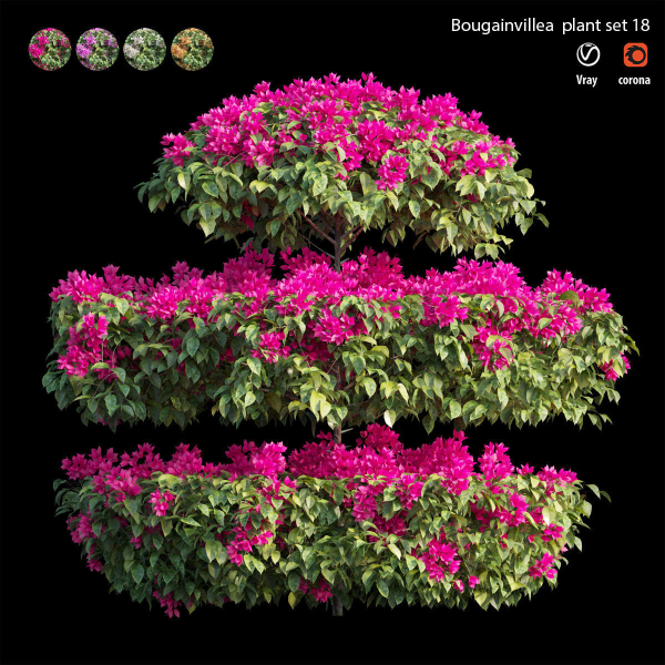 Bougainvillea plant set 18