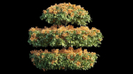 Bougainvillea plant set 18