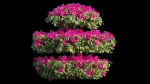 Bougainvillea plant set 18