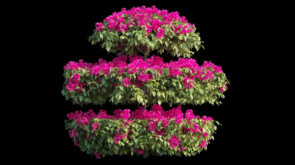 Bougainvillea plant set 18