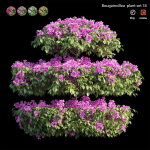 Bougainvillea plant set 18