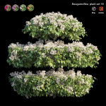 Bougainvillea plant set 18