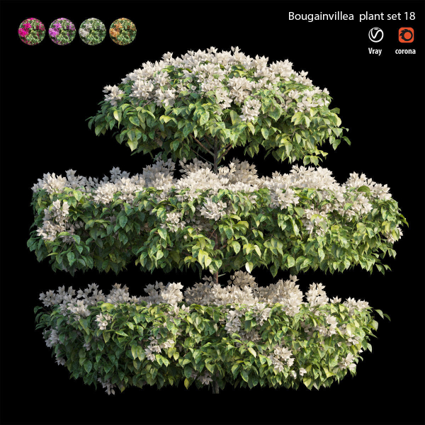 Bougainvillea plant set 18