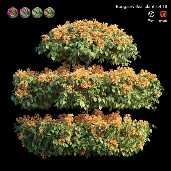 Bougainvillea plant set 18
