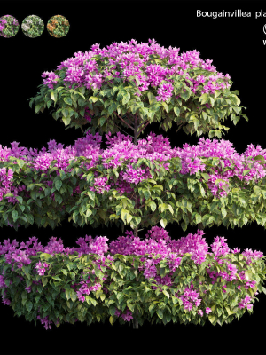 Bougainvillea plant set 18