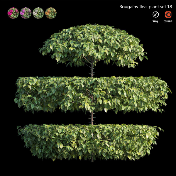 Bougainvillea plant set 18