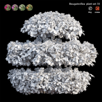 Bougainvillea plant set 18