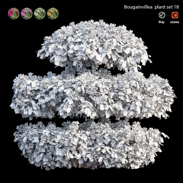 Bougainvillea plant set 18