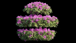 Bougainvillea plant set 18