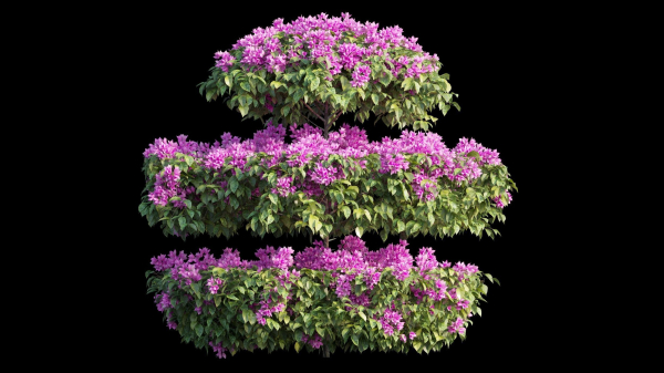 Bougainvillea plant set 18