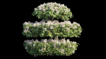 Bougainvillea plant set 18