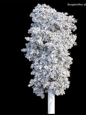 bougainvillea-plant-set-21-3d-model-56b2c76e73