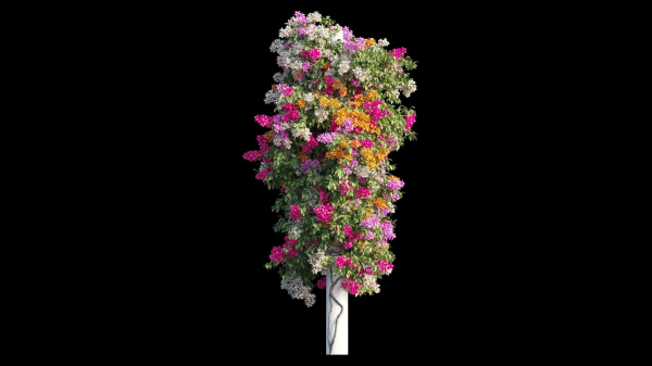 Bougainvillea plant set 21